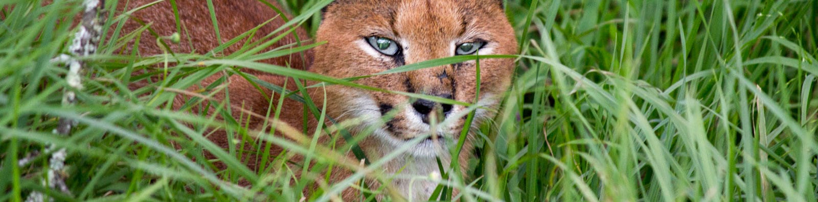 Contact Chalo Africa (caracal)