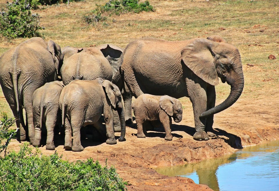 elephant africa
