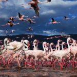 Lake Bogoria Flamingos