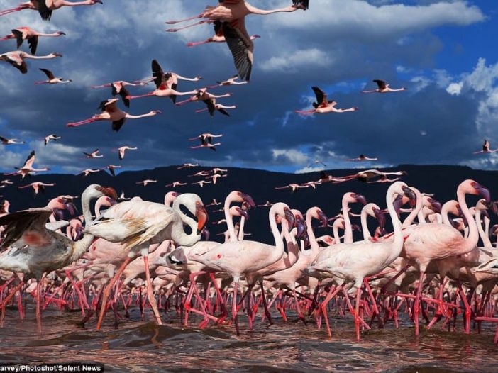 Lake Bogoria Flamingos