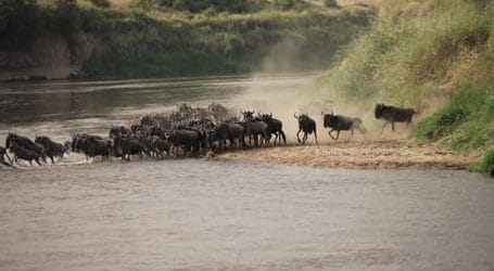 Wildebeest Crossing, Tanzania Safari