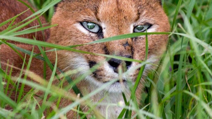 Contact Chalo Africa (caracal)