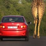 A giraffe strolling next to a vehicle in Kruger NP