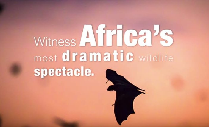 Africa wildlife spectacle