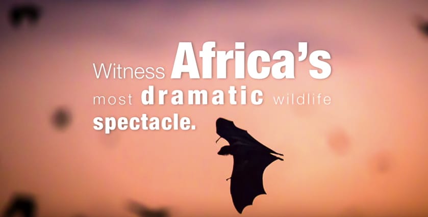 Zambia safari kasanka bat migration