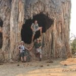 Baobab - Gonarezhou Conservation Trust