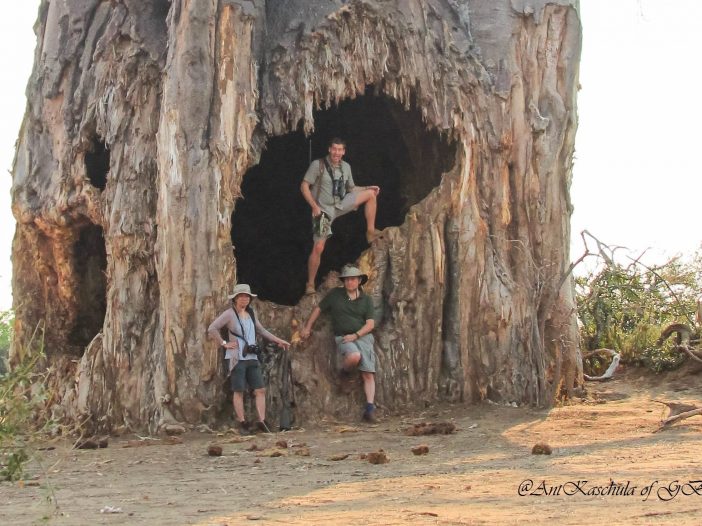 Baobab - Gonarezhou Conservation Trust