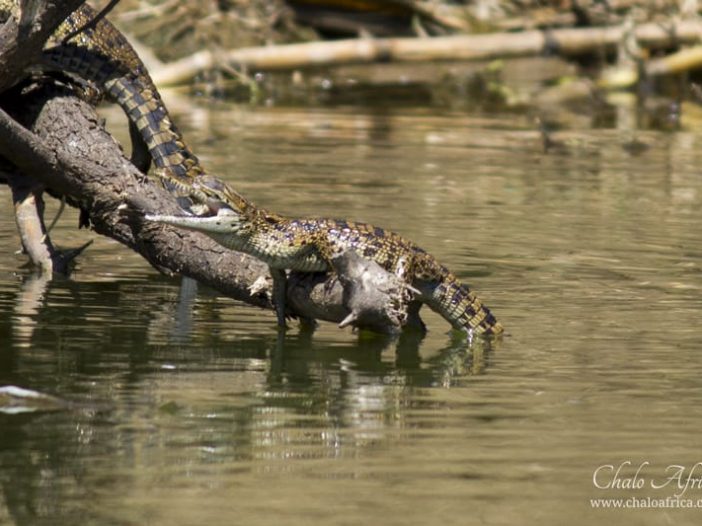 Baby Nile Crocodile, Kazinga Channel, Uganda