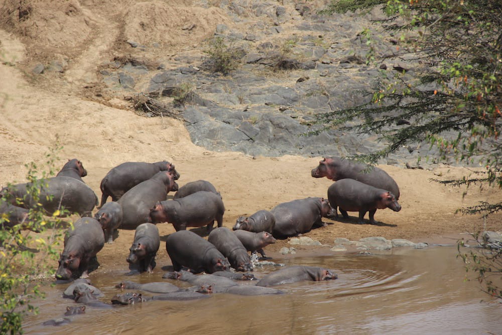A raft of hippos.