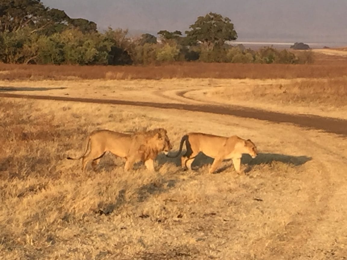 lions in Kenya