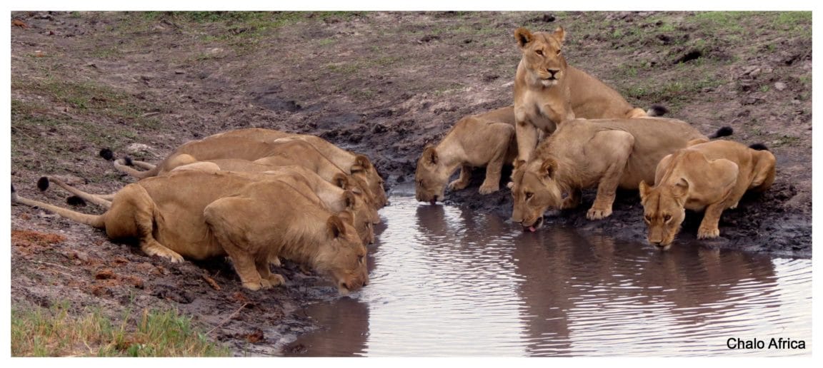 lions water hole botswana
