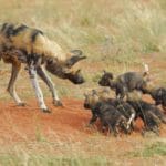 Tswalu Kalahari Trip Report - Wild Dogs