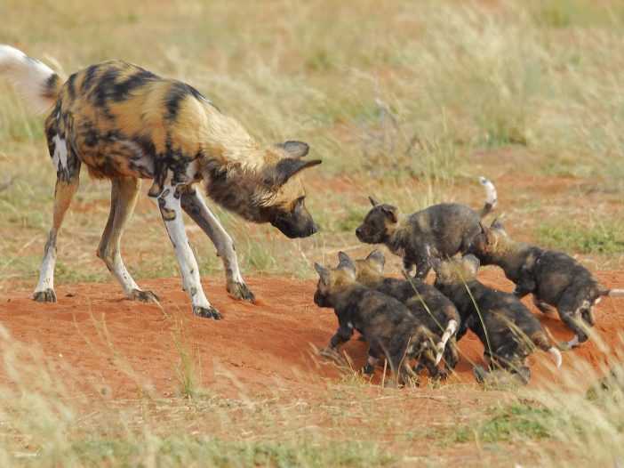 Tswalu Kalahari Trip Report - Wild Dogs