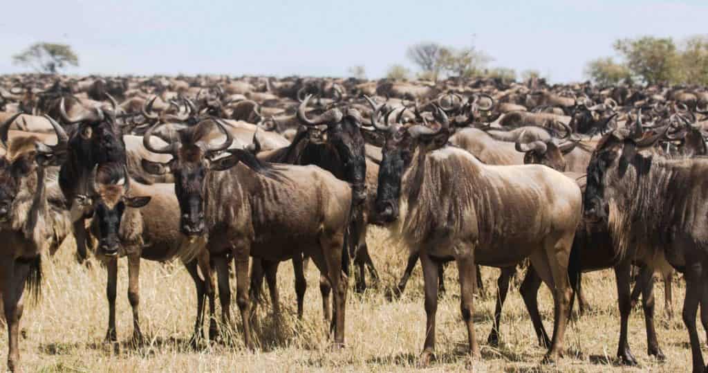 wildebeest migration in namiri plains