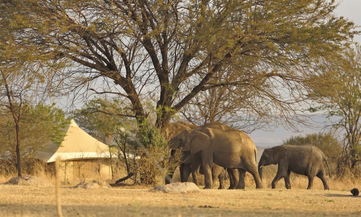 Sayari elephants in camp