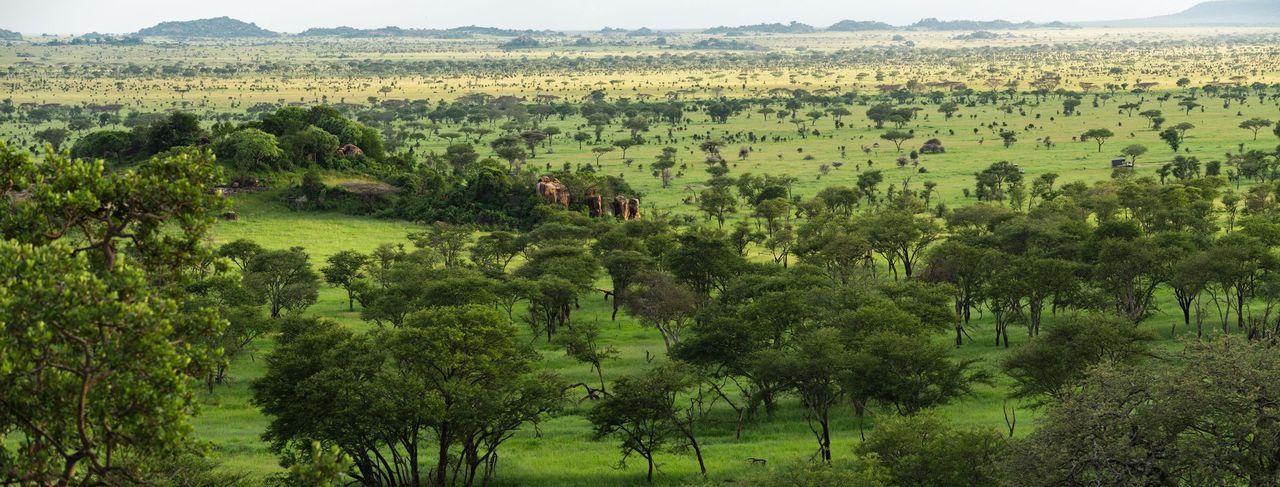 Serengeti Pioneer Camp View
