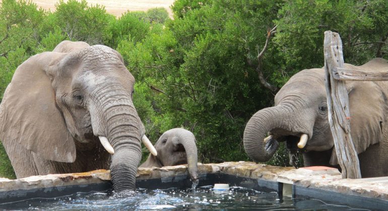 Amakhala Hillsnek Safari Camp Elephants