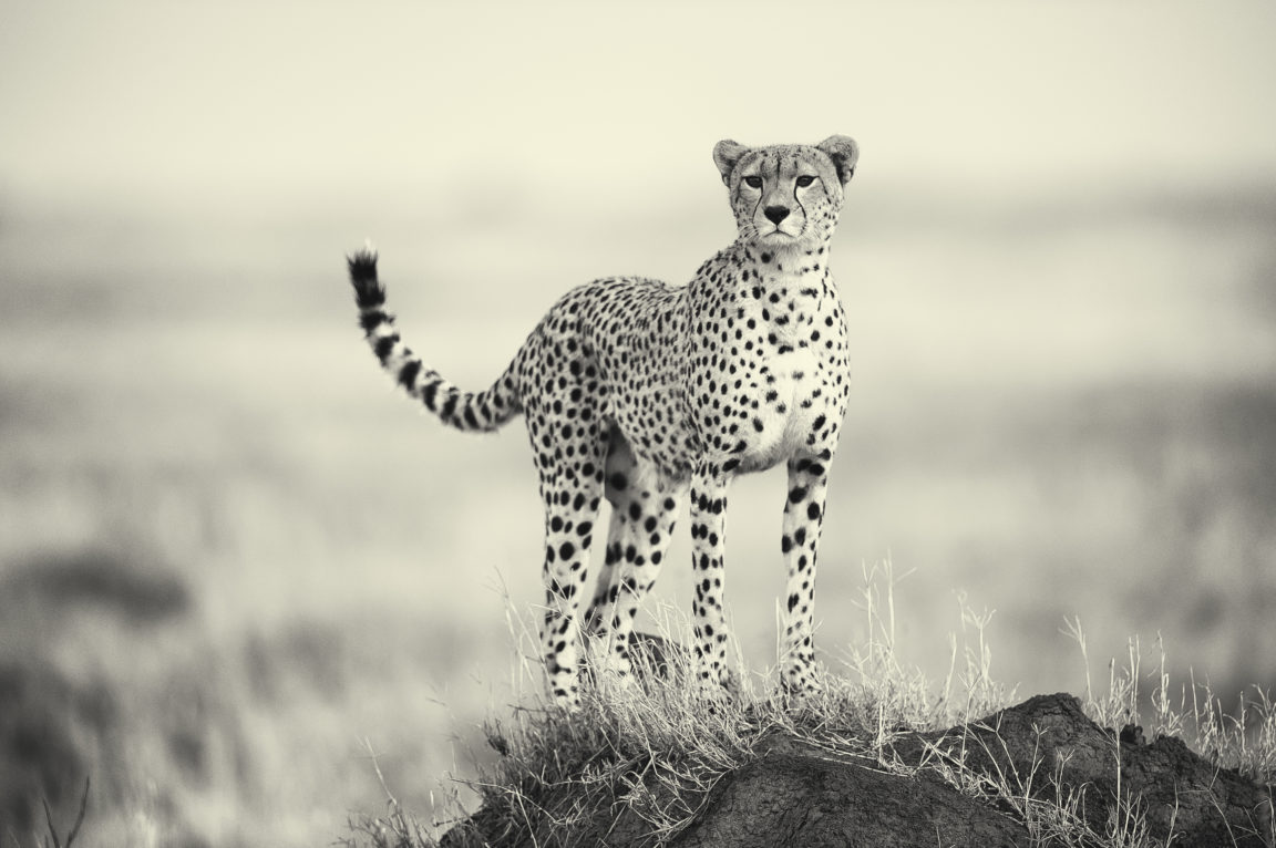 Cheetah On Kopje Serengeti Paul Joynson Hicks Bw Mr