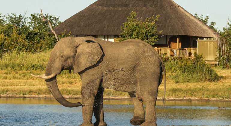 Nehimba Lodge Elephant Near The Lodge