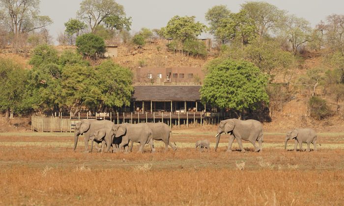 Puku Ridge Elephants Near The Camp