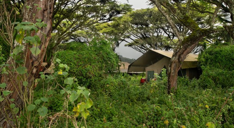 Lemala Ngorongoro Tent