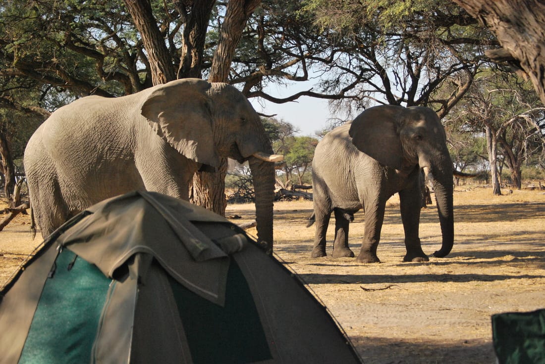 Elephants Outside Tents