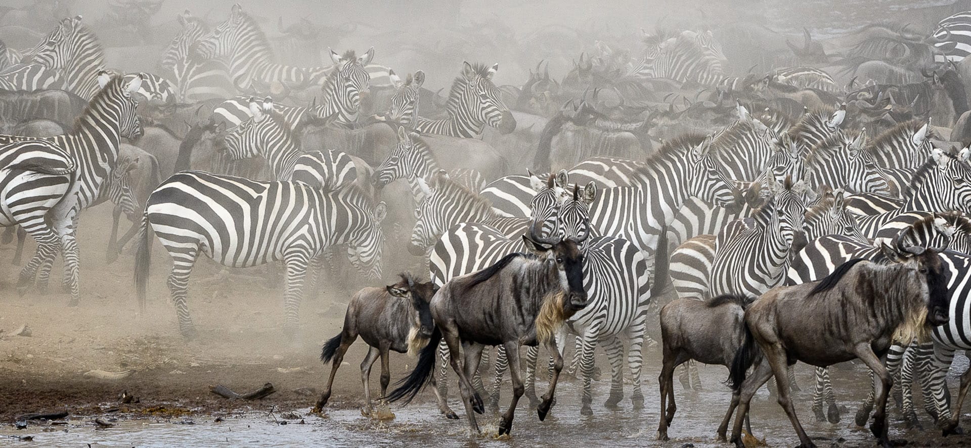 Wildebeest Mara Migration 2020