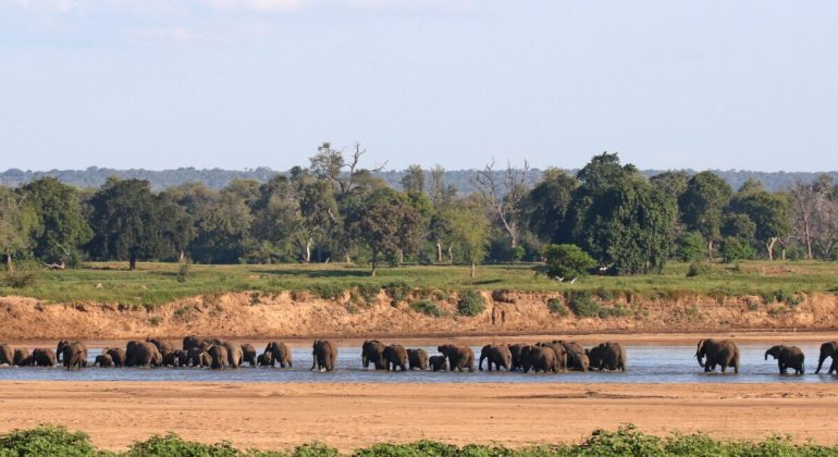 Elephants By The Camp