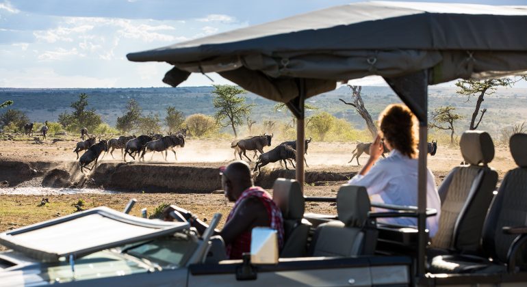 Wildebeest Crossing On Safari