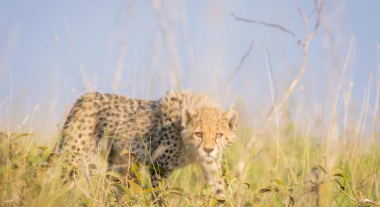 Cheetah In Serengeti