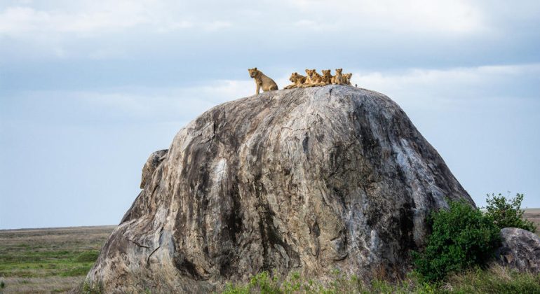 Lions In Serengeti