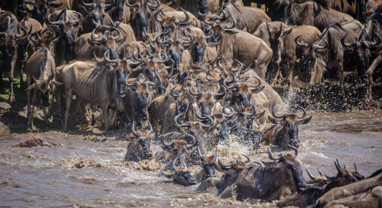 Migration In Serengeti