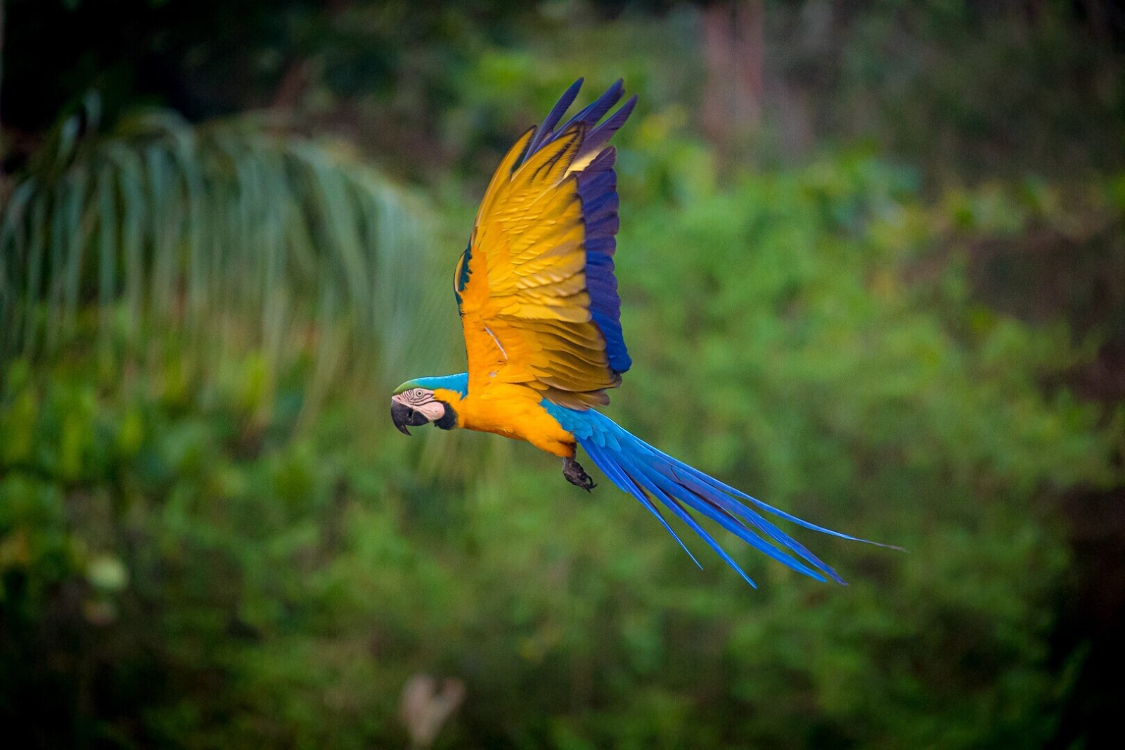 Brazil Pantanal - In search of South America's Big Five - Chalo Africa